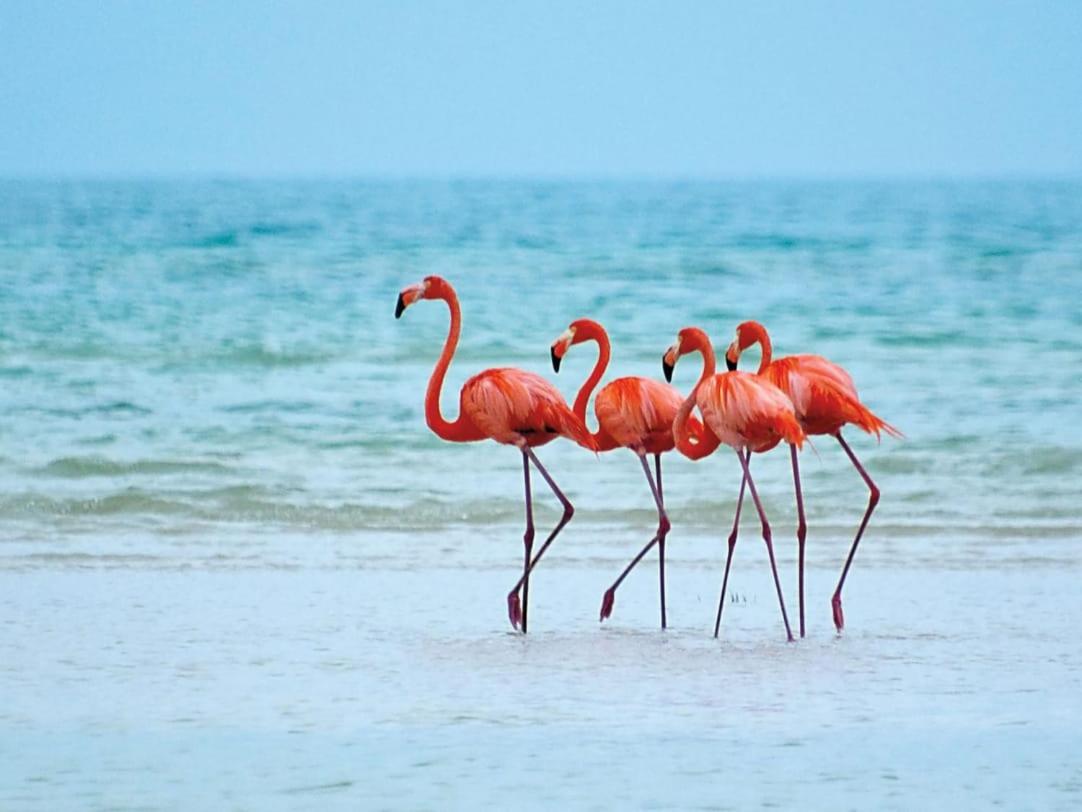 Mi Habitat Holbox-Maravilla Natural Exterior photo